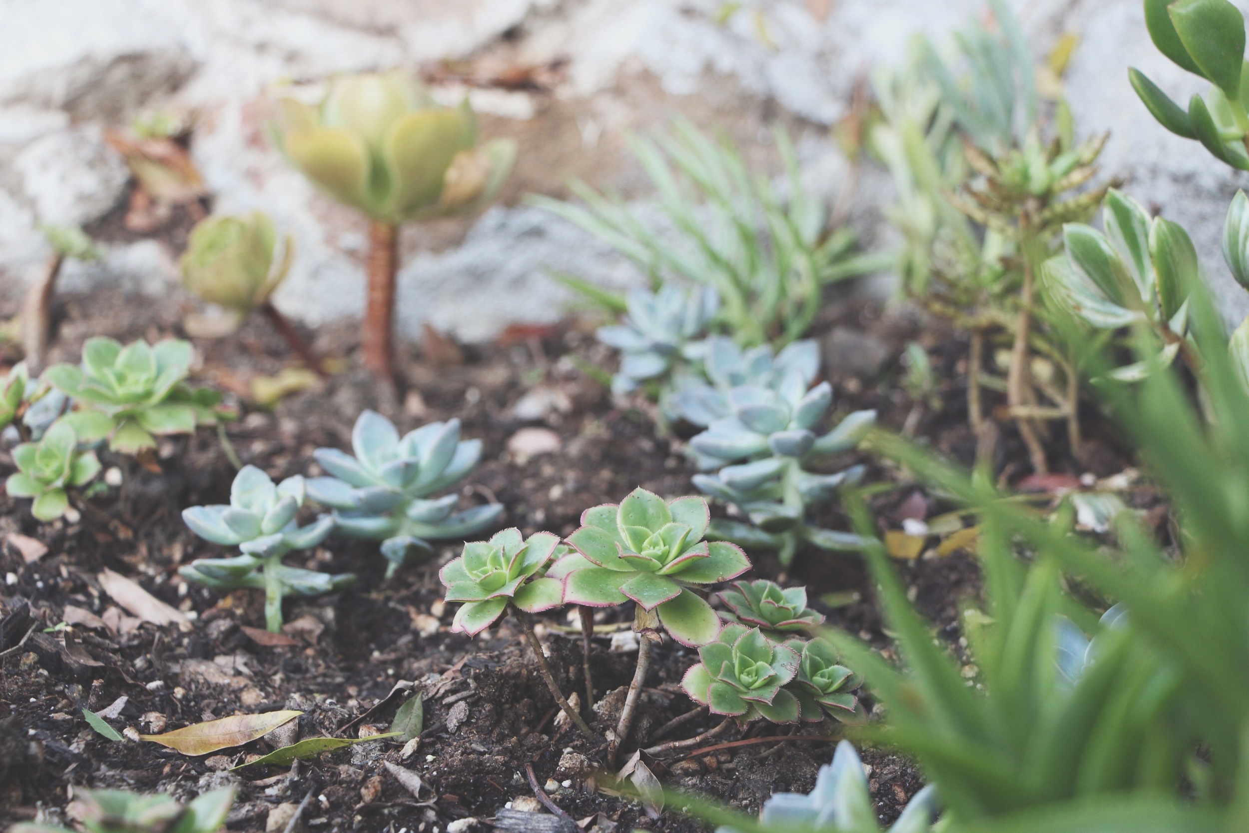 succulent-waterfall-needlesandleaves-net.jpg